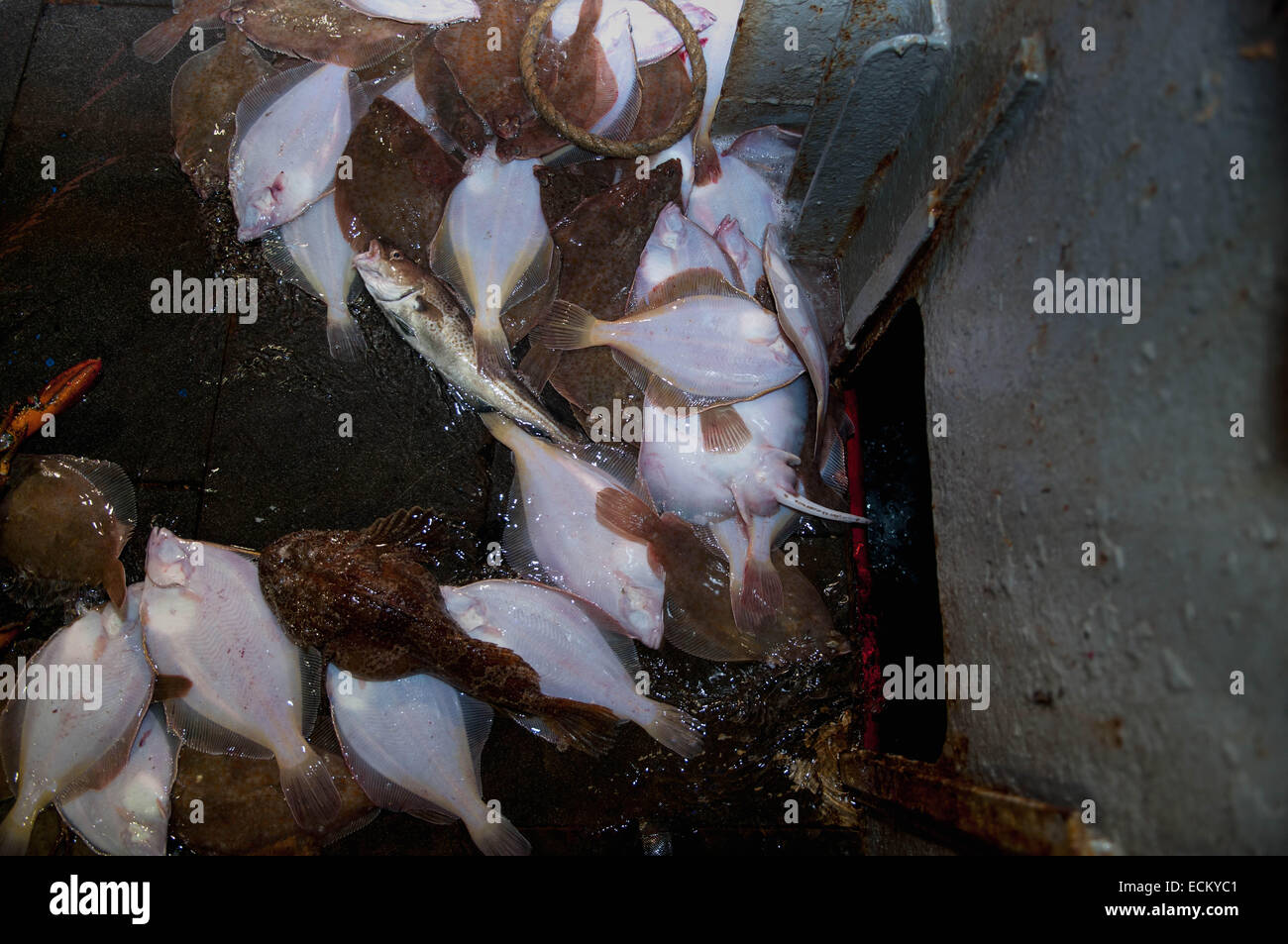 Beifang der Gelbschwanz Flunder (Limanda Ferruginea) auf dem Deck der Fischerei Dragger. Stellwagen Bank, New England, USA, noch Stockfoto