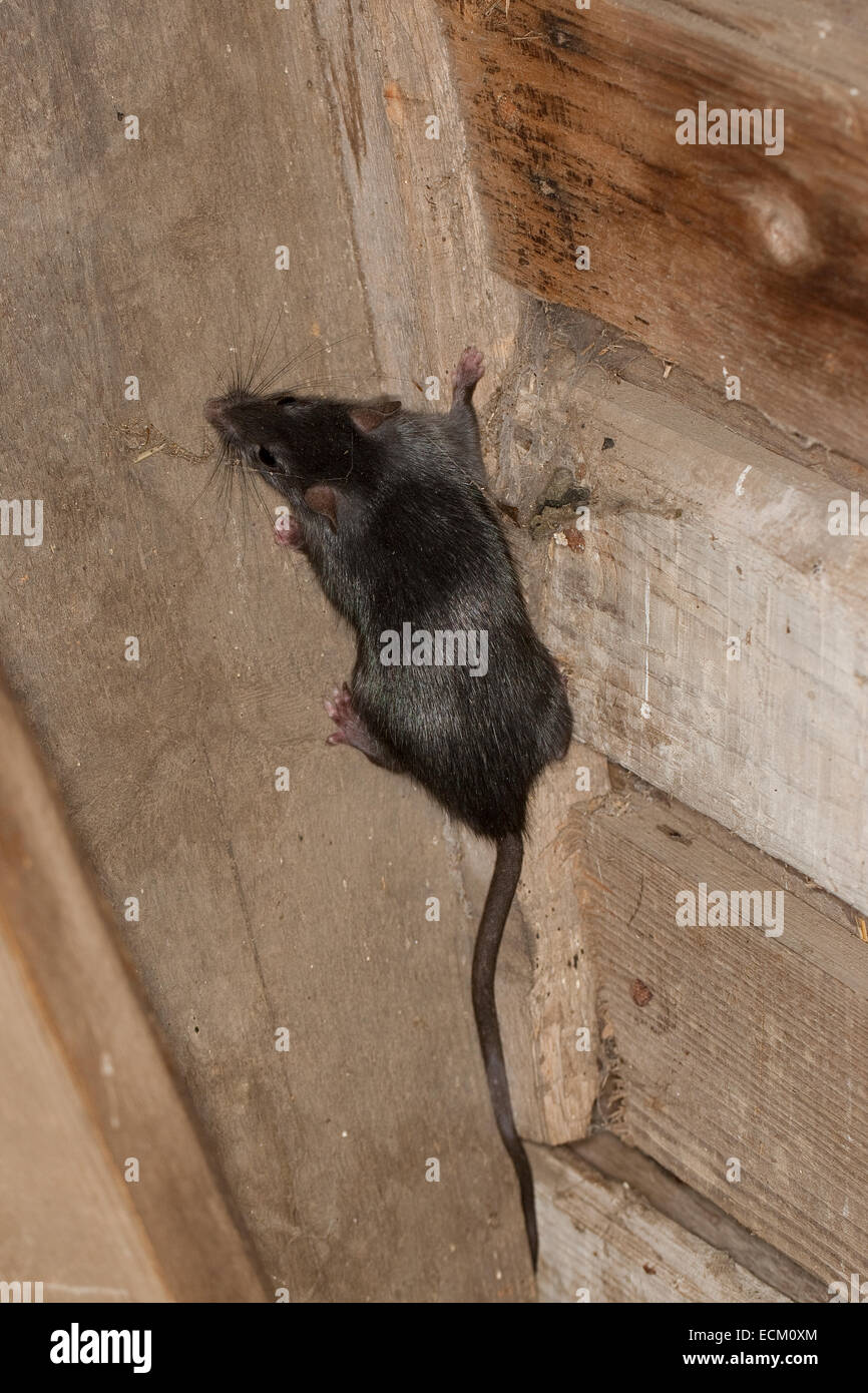 Schwarze Ratte Dach Ratte Haus Ratte Schiff Ratte Ratten Hausratte Haus Ratte Ratten Ratte Rattus Rattus Ratte Noir Ratte Des Greniers Stockfotografie Alamy