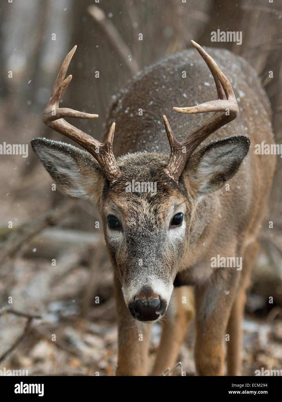 Whitetail Deer Buck Stockfoto