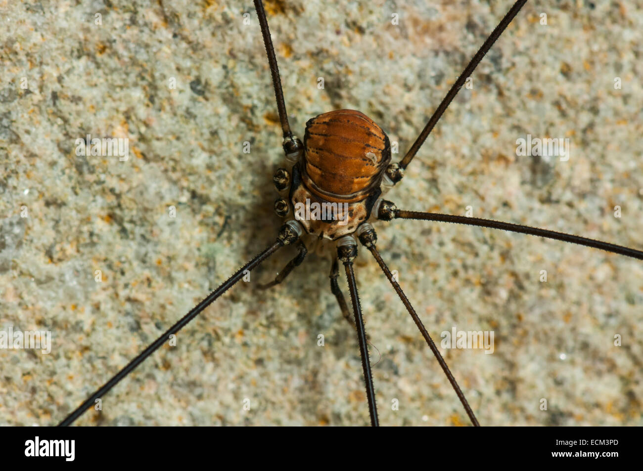 Eine Nahaufnahme von einem männlichen nördlichen europäischen Harvestman, Leiobunum Rotundum, mit nur sechs Beine Stockfoto