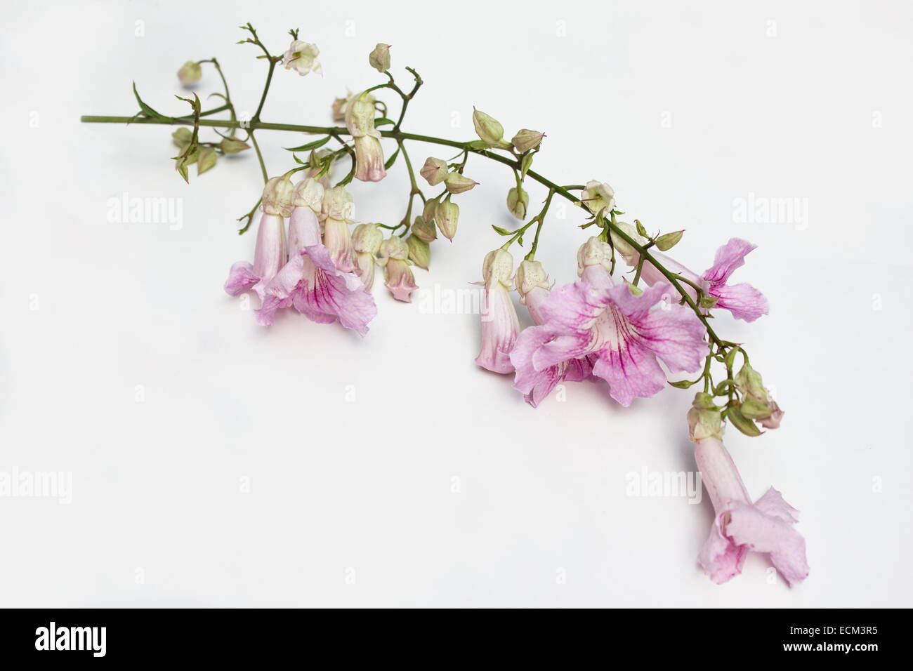Pink Trumpet Vine Blumen (Podranea Ricasoliana) auf weißem Hintergrund Stockfoto