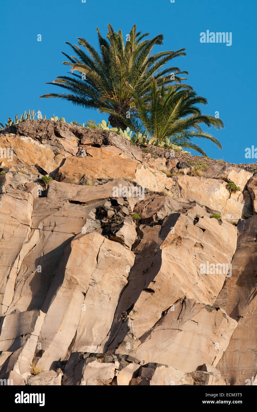 Palme auf einem Felsen auf der Insel La Gomera in Spanien. Stockfoto
