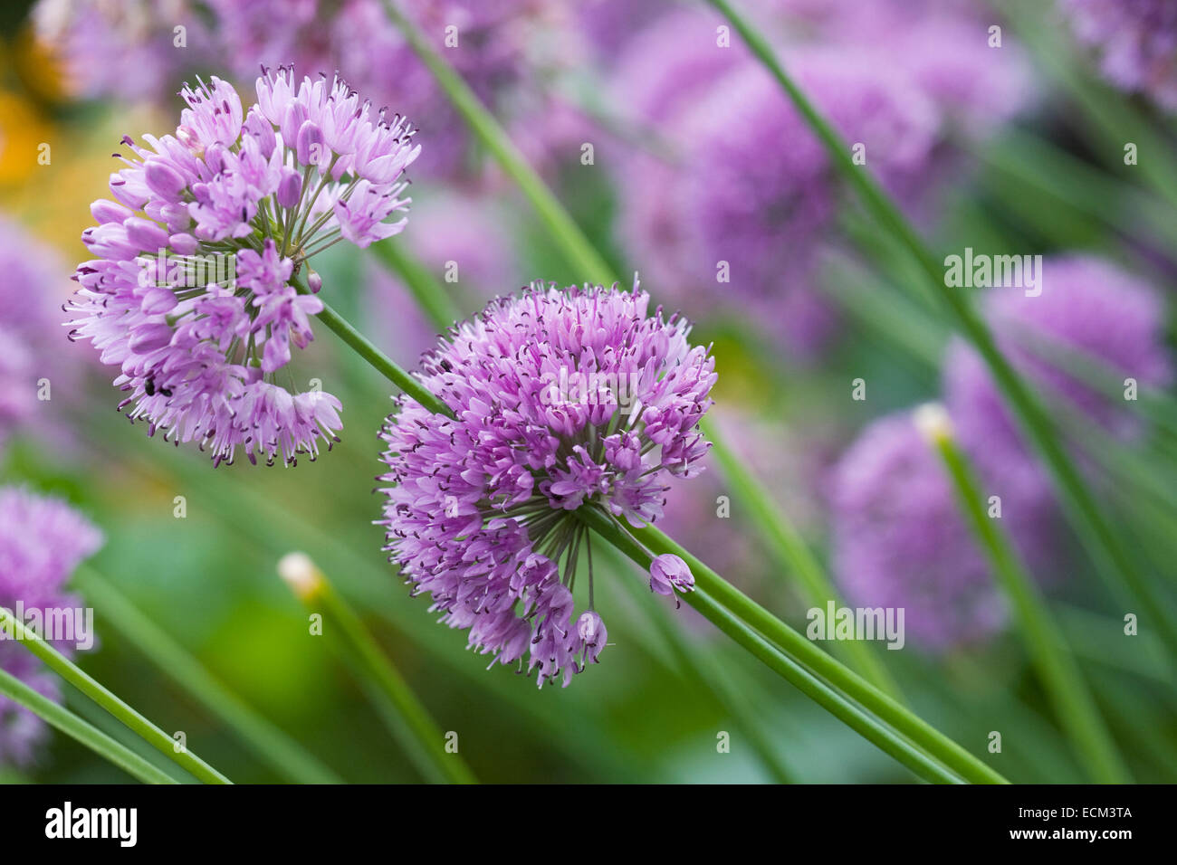 Allium 'Quattro' im Garten. Stockfoto