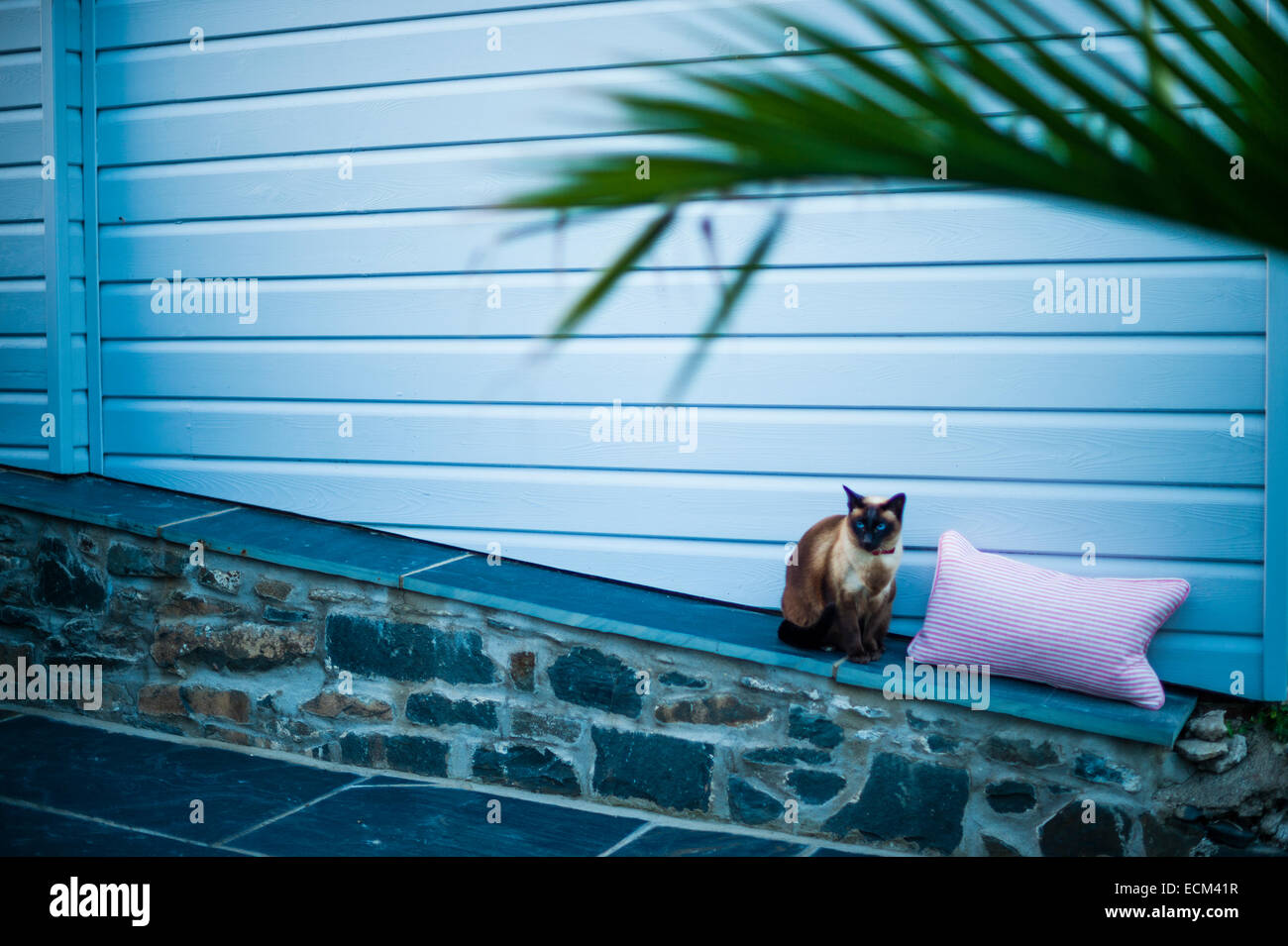 Eine siamesische Katze sitzt auf einer niedrigen Mauer Sommerabend Stockfoto