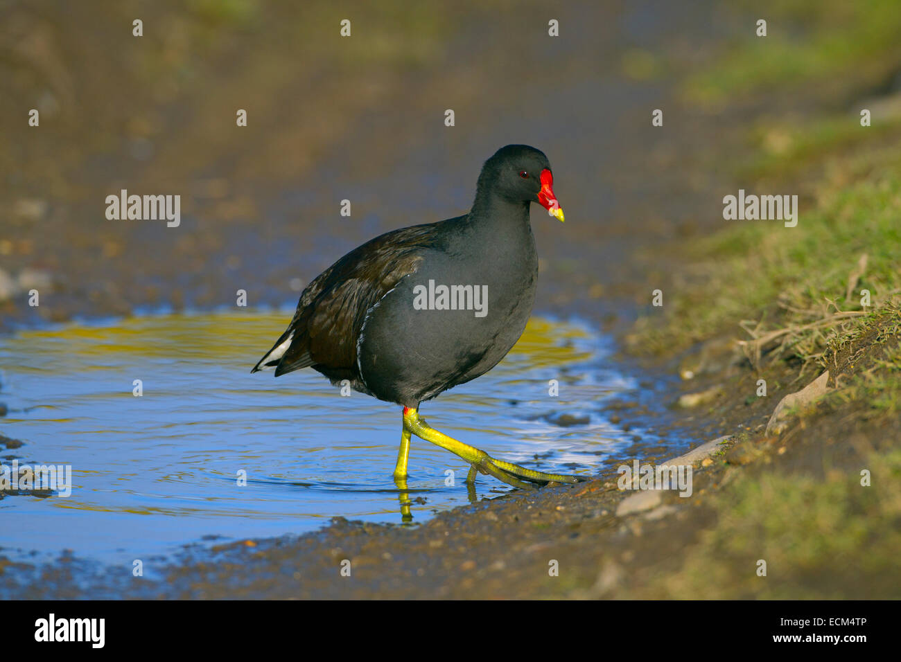 Sumpfhuhn Gallinula chloropus an cley Naturschutzgebiet Norfolk Stockfoto