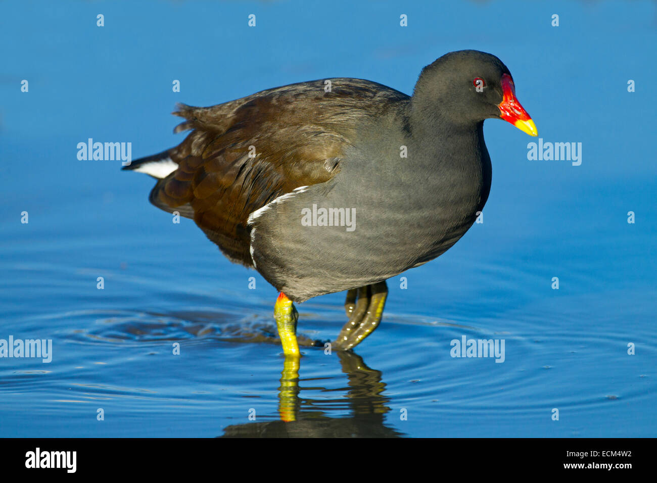 Sumpfhuhn Gallinula chloropus an cley Naturschutzgebiet Norfolk Stockfoto