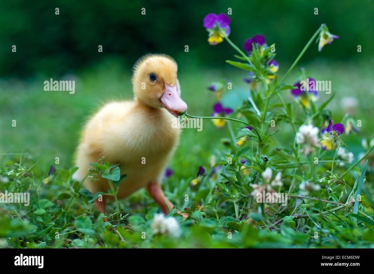 Junge Ente Stockfoto
