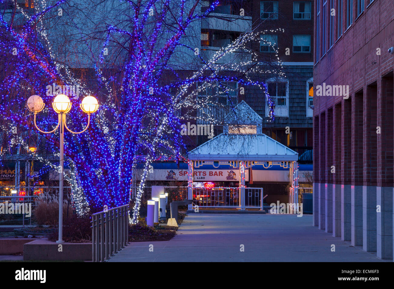 Beleuchtete Bäume in der Nähe von Rathaus in der Innenstadt von Brampton, Ontario, Kanada. Stockfoto