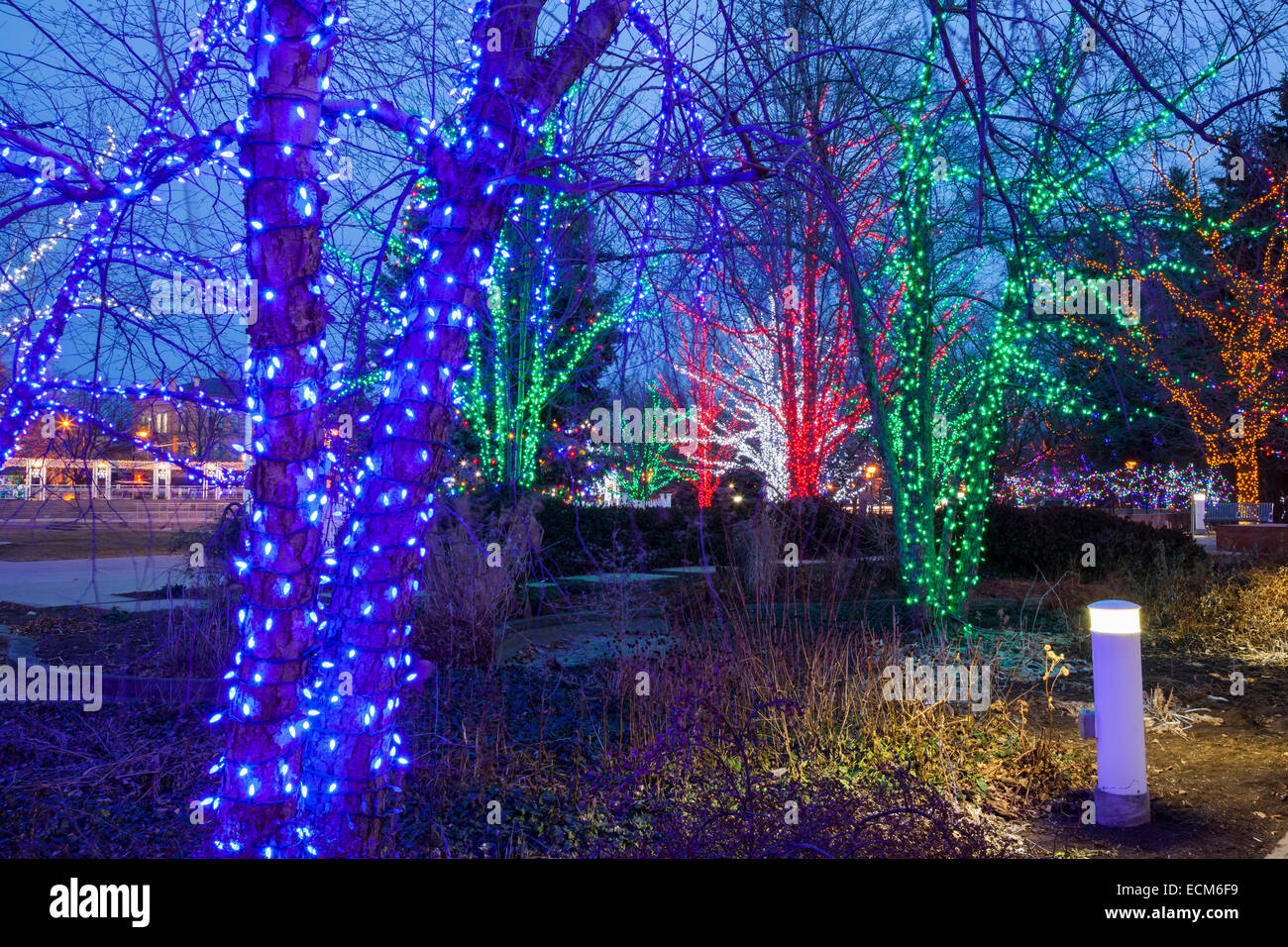 Beleuchtete Bäume in der Nähe von Rathaus in der Innenstadt von Brampton, Ontario, Kanada. Stockfoto