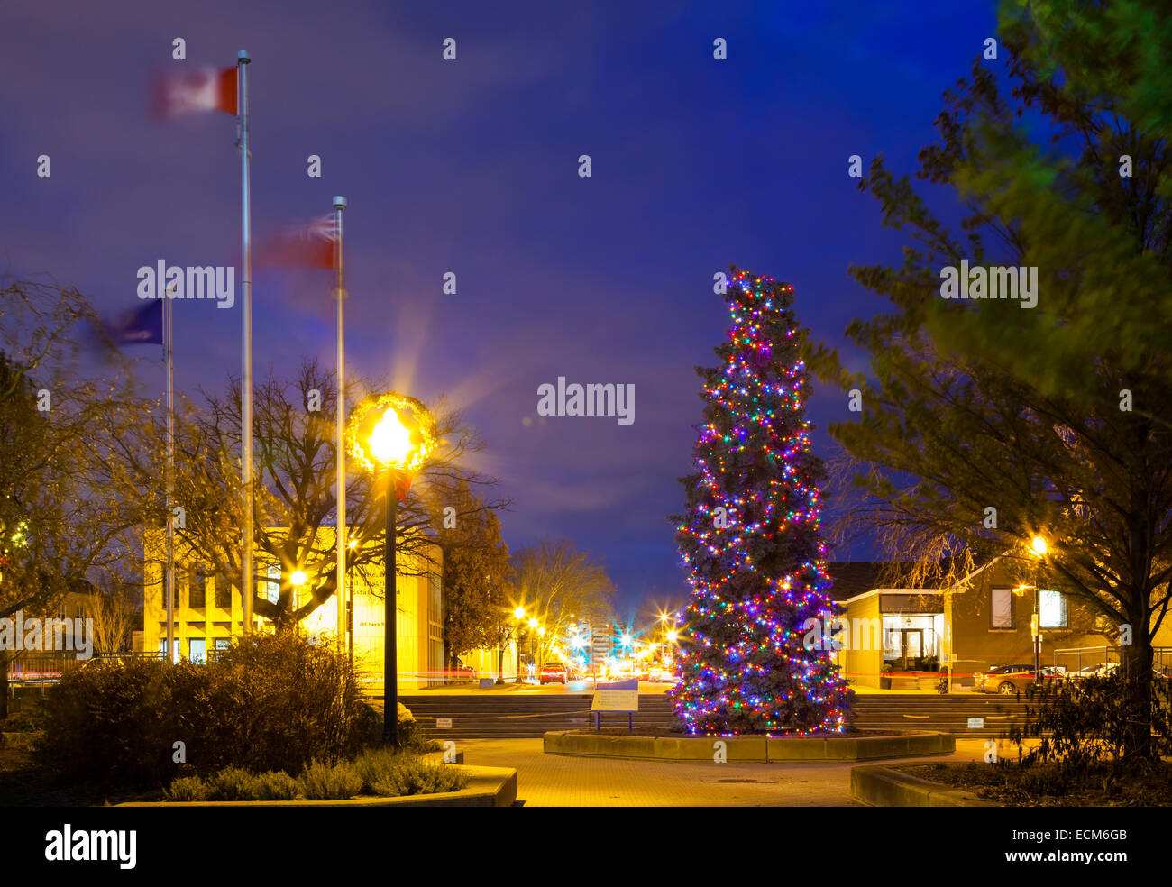 Ein großer Weihnachtsbaum (Blaufichten) bedeckt in Lichter in der Innenstadt von Oakville, Ontario, Kanada. Stockfoto