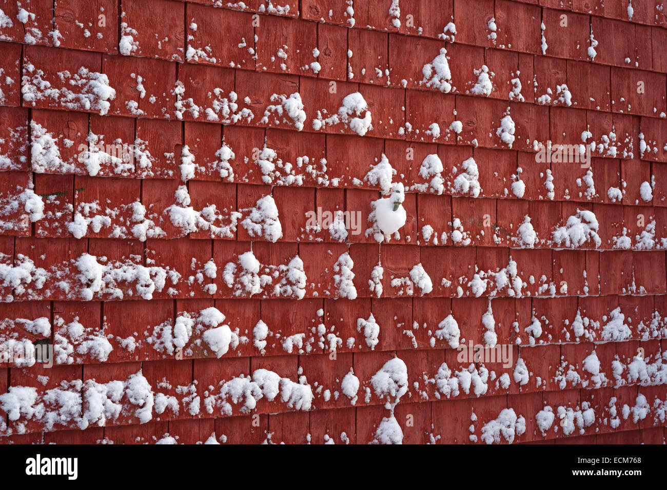 Festhalten an Schnee gefärbt rot-Zederschindeln nach leichtem Schneefall. Stockfoto