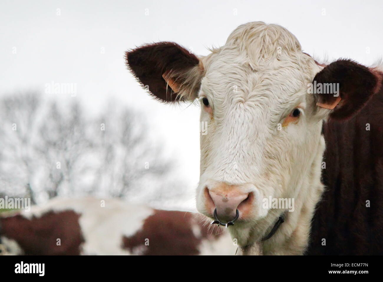 Porträt von braunen und weißen Kuh mit einem metallischen Ring in der Nase  Stockfotografie - Alamy