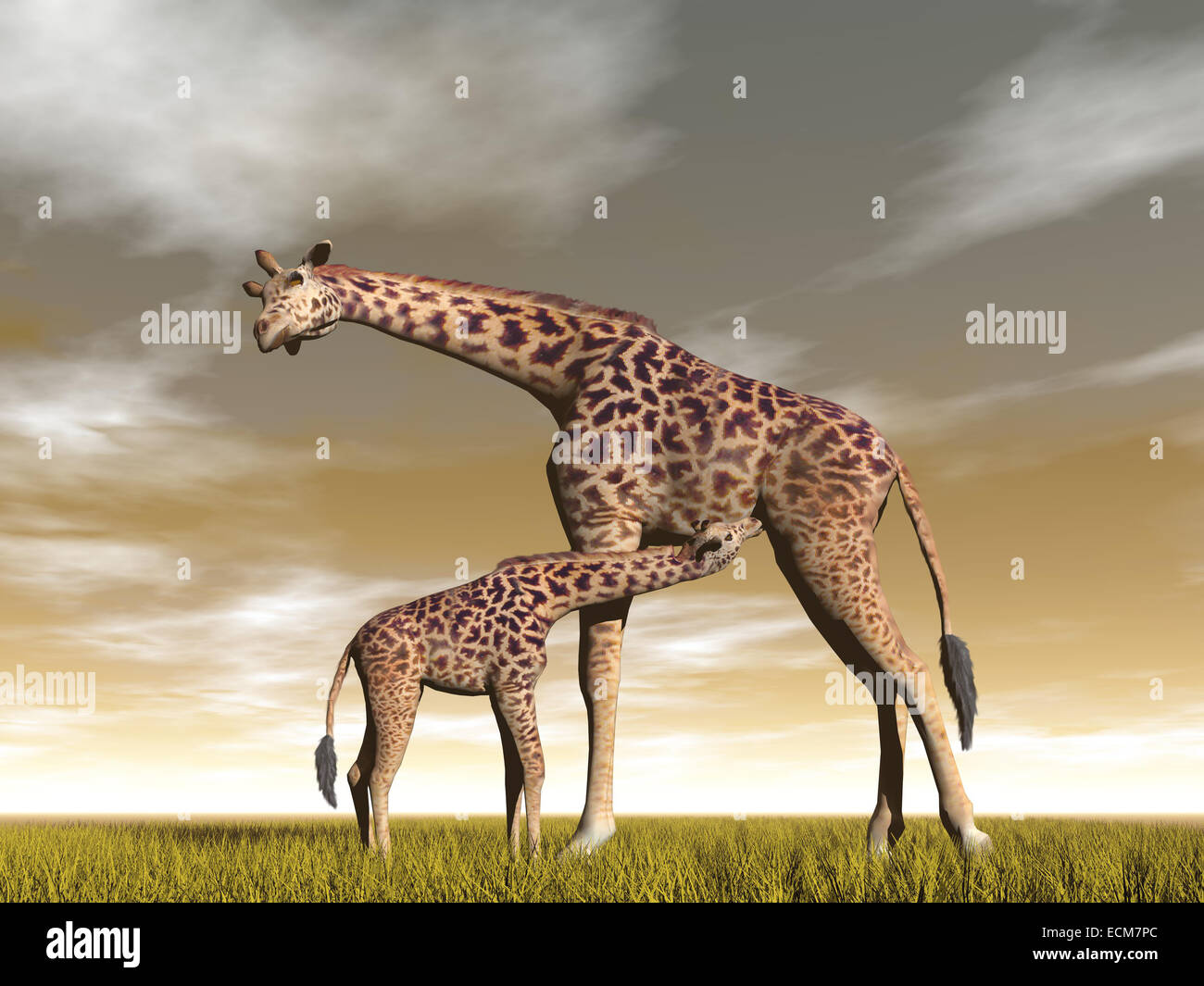 Mama und Baby Giraffe in der Savanne mit gelben Grases durch Abendlicht Stockfoto