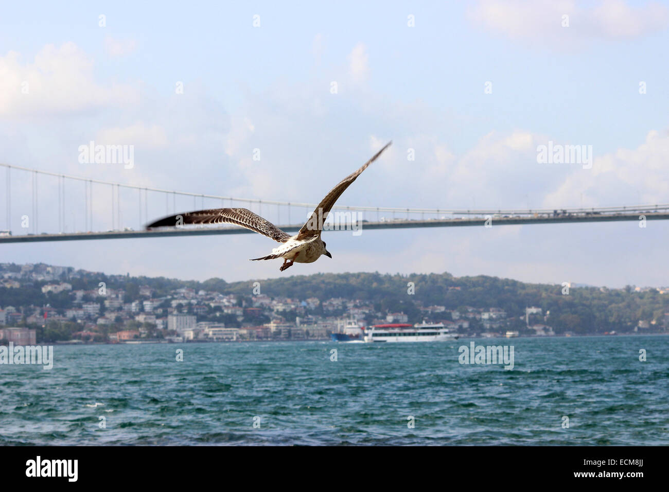 Im Hintergrund sind eine Möwe fliegen, Bosporus und zweiten Bosporus-Brücke (Fatih Sultan Mehmet-Brücke). Stockfoto