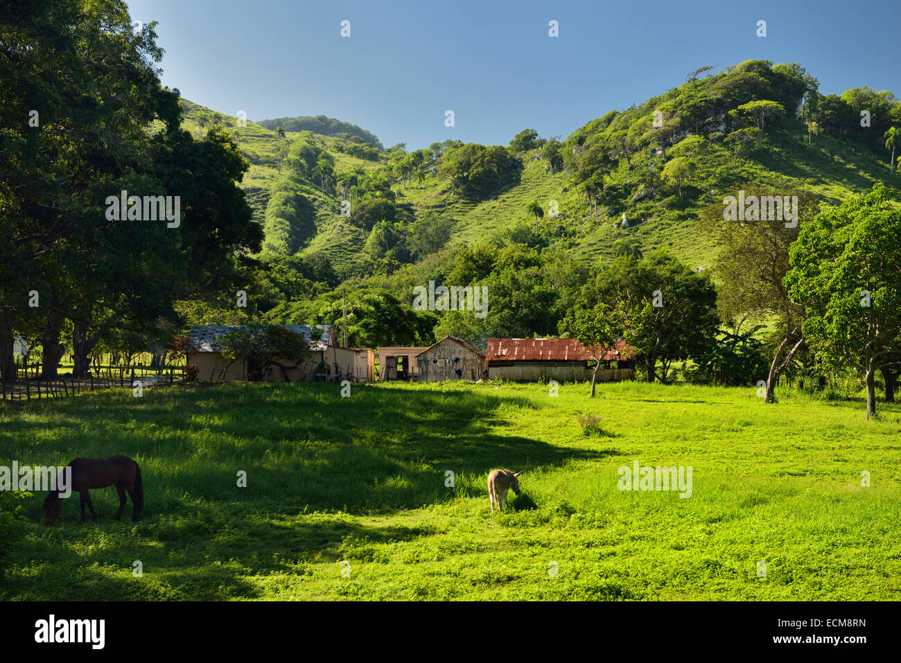 Pferd und Esel grasen grüne Gras der Ranch Land neben einem Berg westlich von Puerto Plata Dominikanische Republik Stockfoto