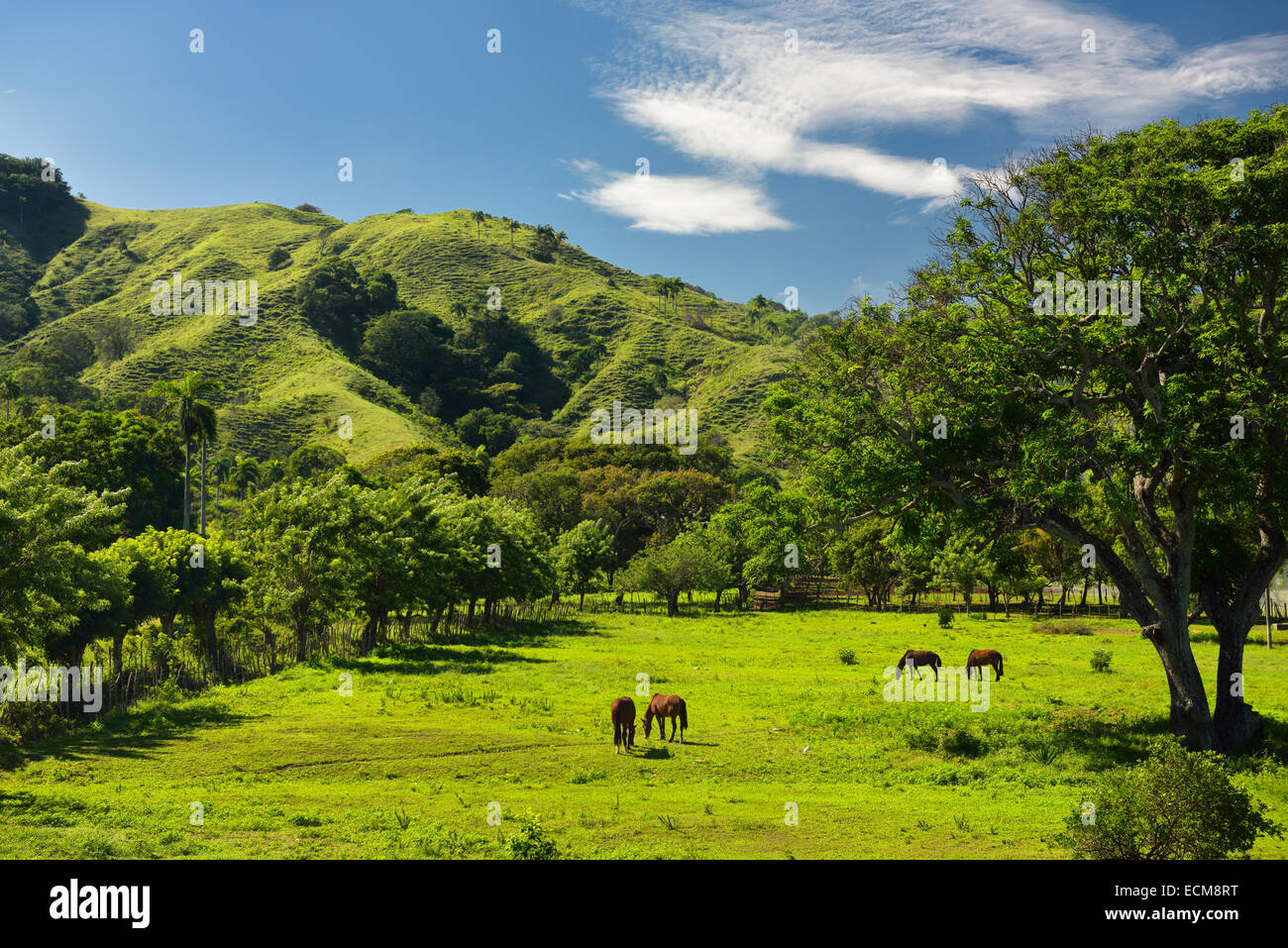 Pferde weiden auf grünen Rasen der Ranch land neben einem Berg westlich von Puerto Plata Dominikanische Republik Stockfoto