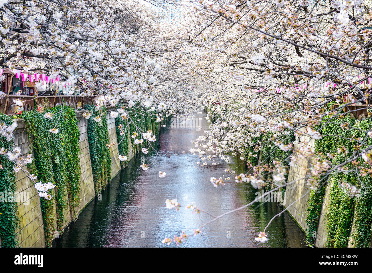 Tokyo, Japan am Meguro Kanal im Frühjahr. Stockfoto
