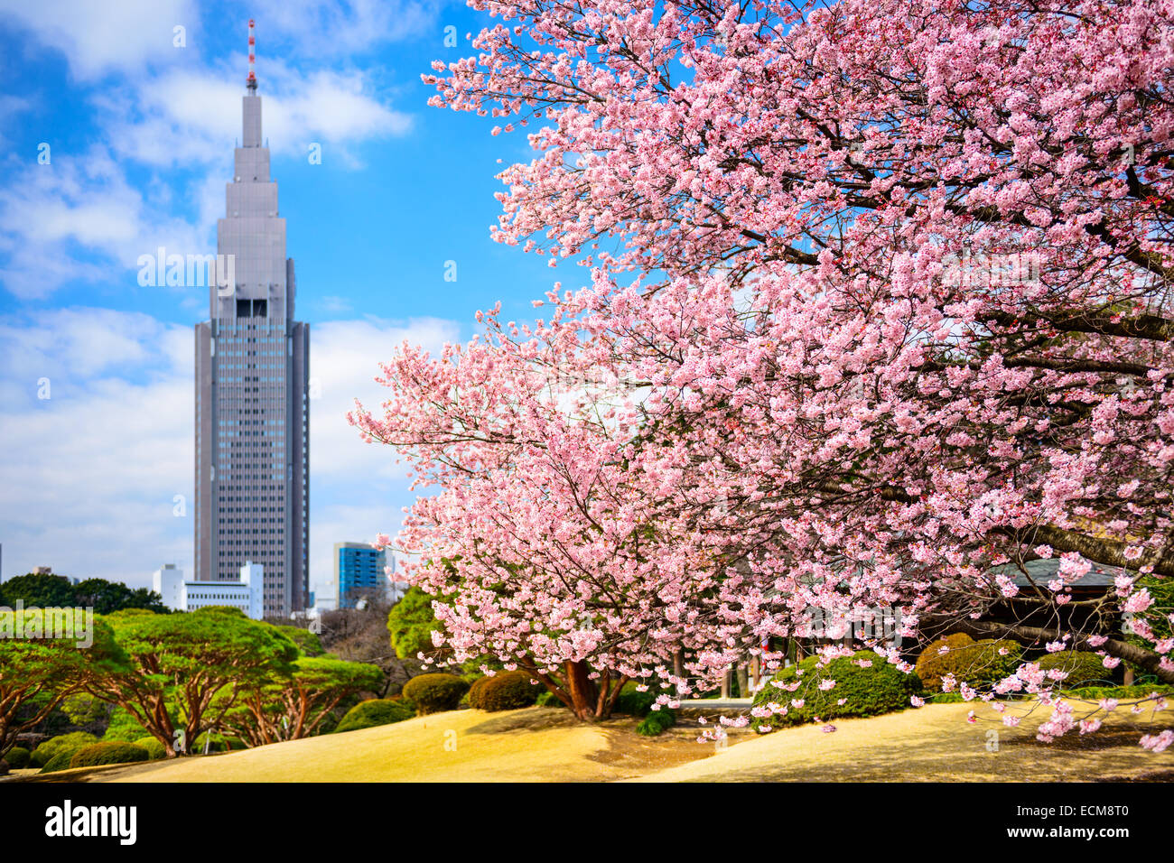 Tokyo, Japan-Frühling im Shinjuku Gyōen Park. Stockfoto