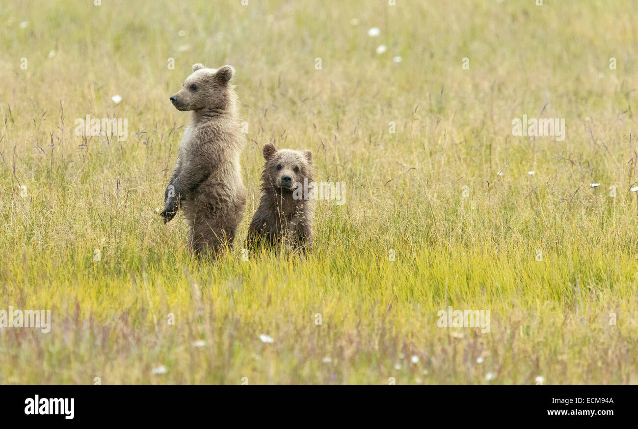 Zwei Alaskan Brown Frühling Bärenjungen auf ihre Hinterbeine stehen und blicken auf den hohen Gräsern im Lake Clark National Park. Stockfoto