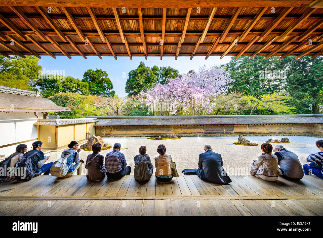 Touristen sitzen und beobachten Sie die Feder Kirsche Bäume des Ryōan-Ji-Tempel in Kyoto, Japan. Stockfoto