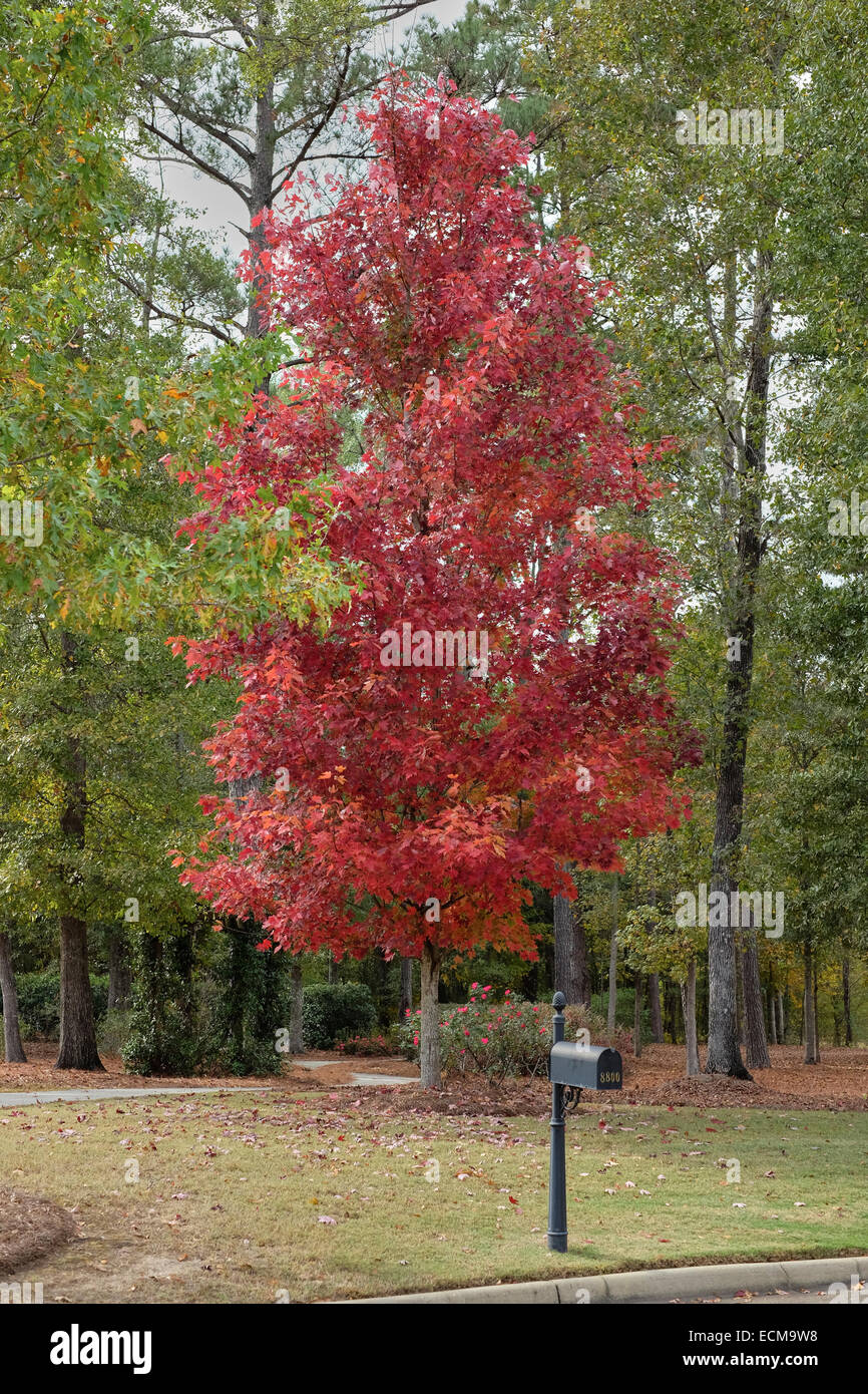 Acer rubrum, Oktober Herrlichkeit, ahorn Baum Es ist Herbst rote Farbe in einer ländlichen Umgebung. Stockfoto