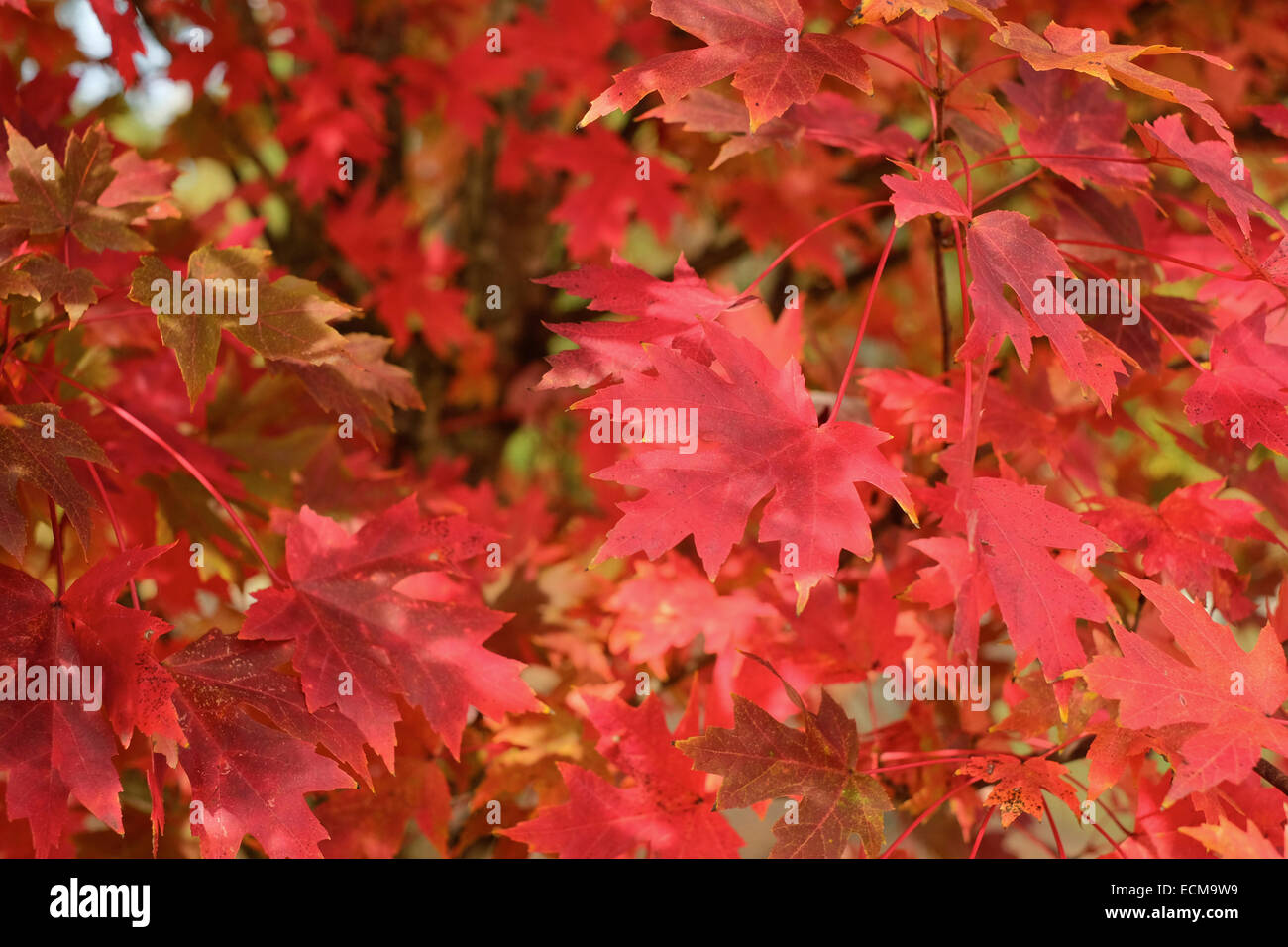 Nahaufnahme Blick auf Rot' Oktober Glory', Acer rubrum, ahorn Blätter im Herbst. pike Road, Alabama USA. Stockfoto