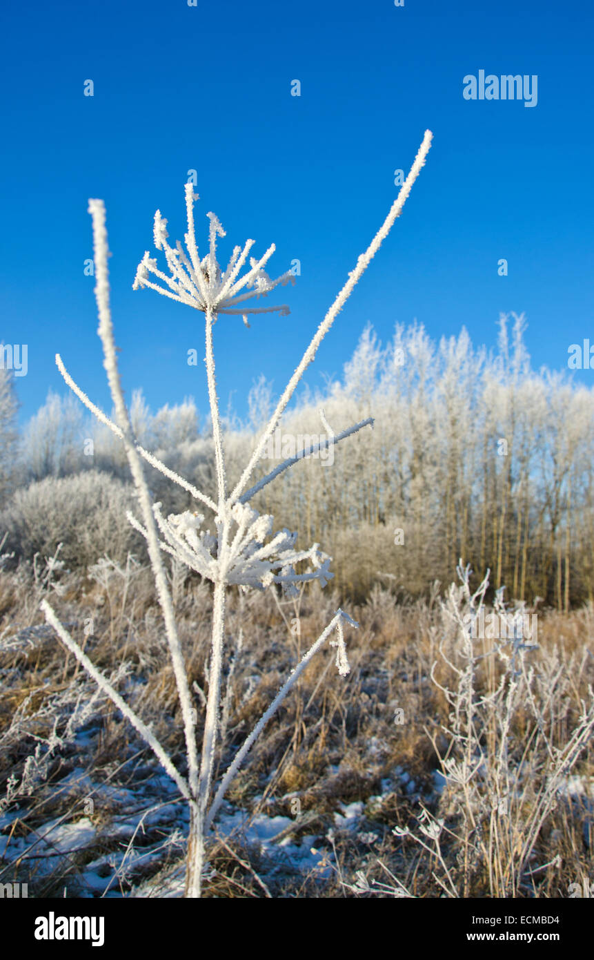 Wildpflanze bedeckt Raureif Rime eingefroren. schöne Midwinter ländliche Naturlandschaft Stockfoto