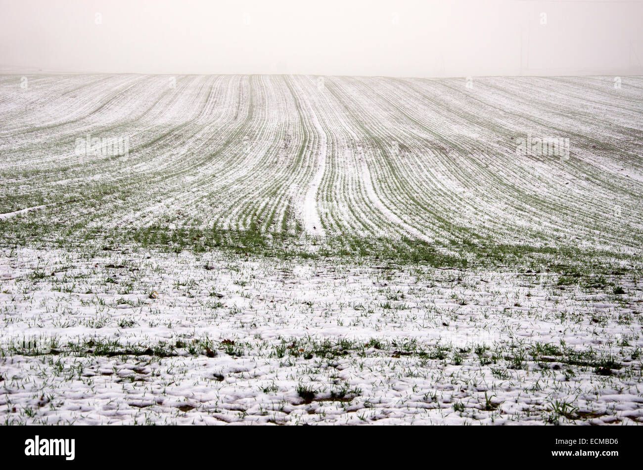 Winter-Ernte-Weizenfeld bedeckt Schnee und dunklen Morgennebel. Neblig Midwinter Landwirtschaft Landschaft Stockfoto