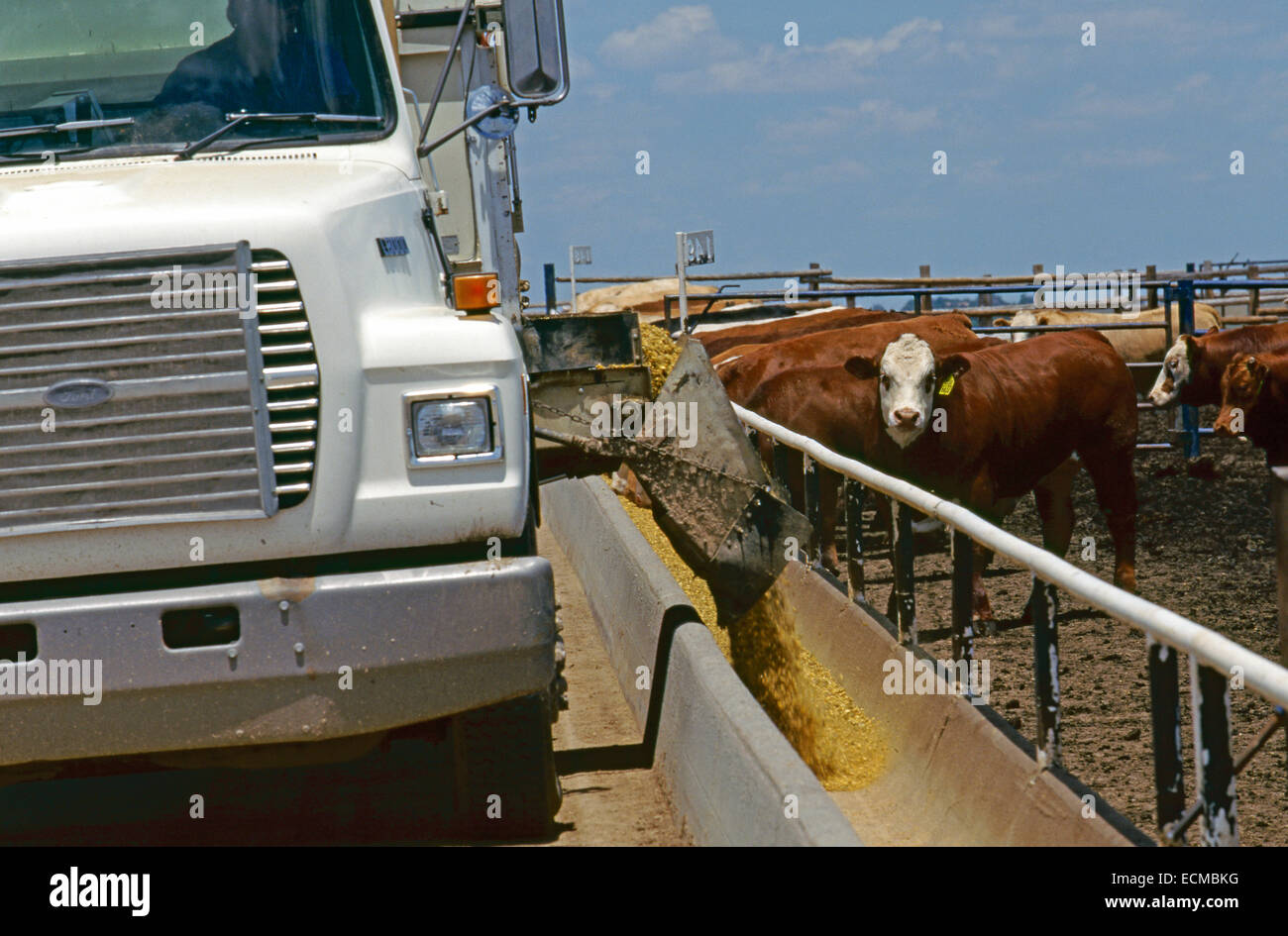 Verzehr von Getreide und Ergänzungen in einer Gartenstadt, Kansas Feedlot Rinder. Stockfoto