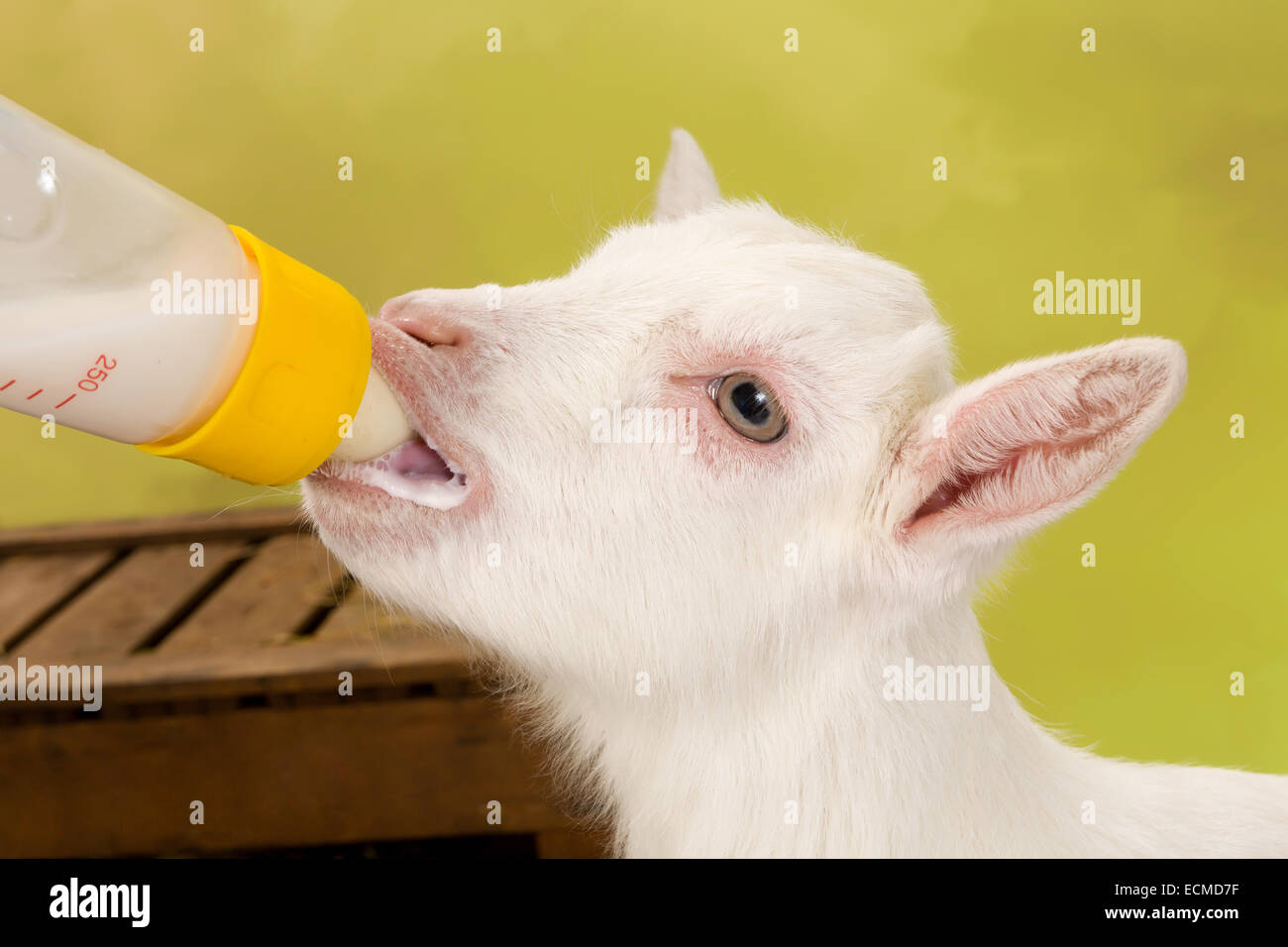 Handanlage eine zehn Tage alten Baby Ziege mit einer Milchflasche Stockfoto