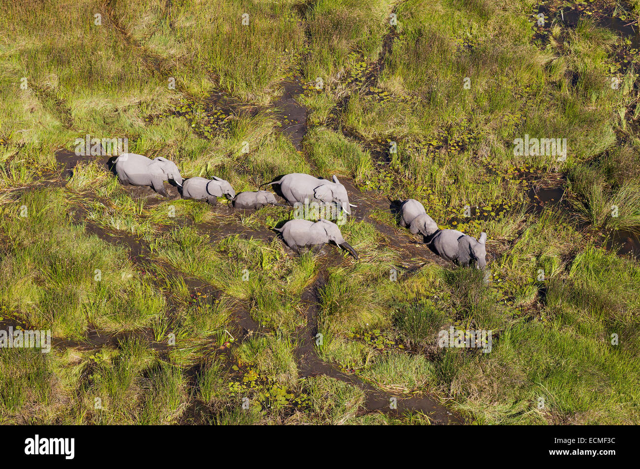 Afrikanische Elefanten (Loxodonta Africana), Zucht-Herde, roaming in einem Süßwasser-Sumpf, Luftaufnahme, Okavango Delta, Botswana Stockfoto