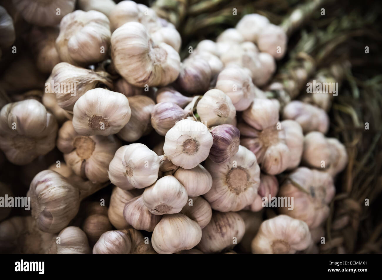 Große Haufen weißer Knoblauch aufhängen auf dem Zähler Markt, selektiven Fokus Stockfoto