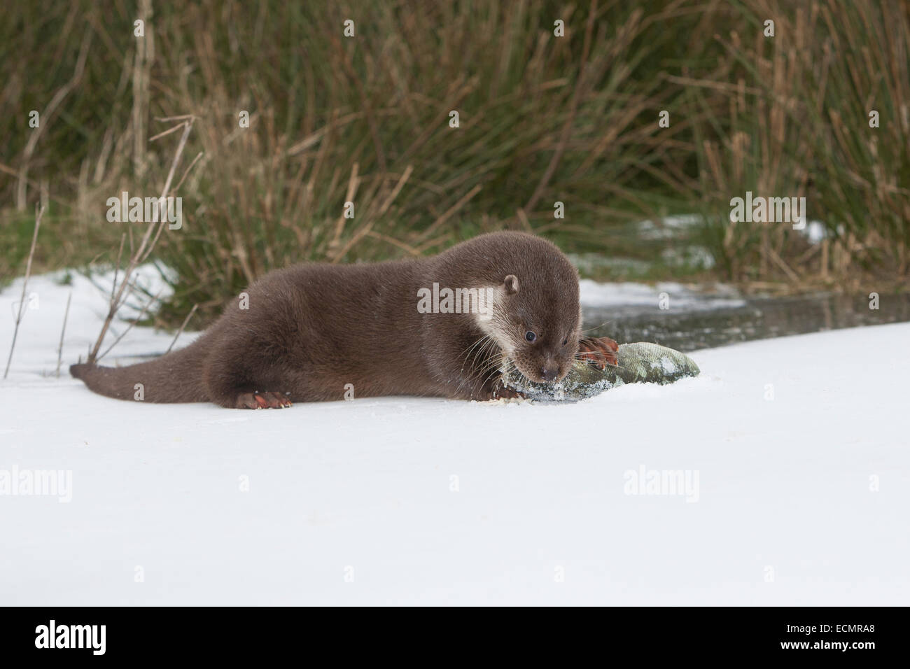 Fischotter, europäischer Fischotter mit Beute, Beute Tier, Europäischer Fischotter Mit Beute, Otter, Lutra Lutra, Loutre Gemeinde Stockfoto