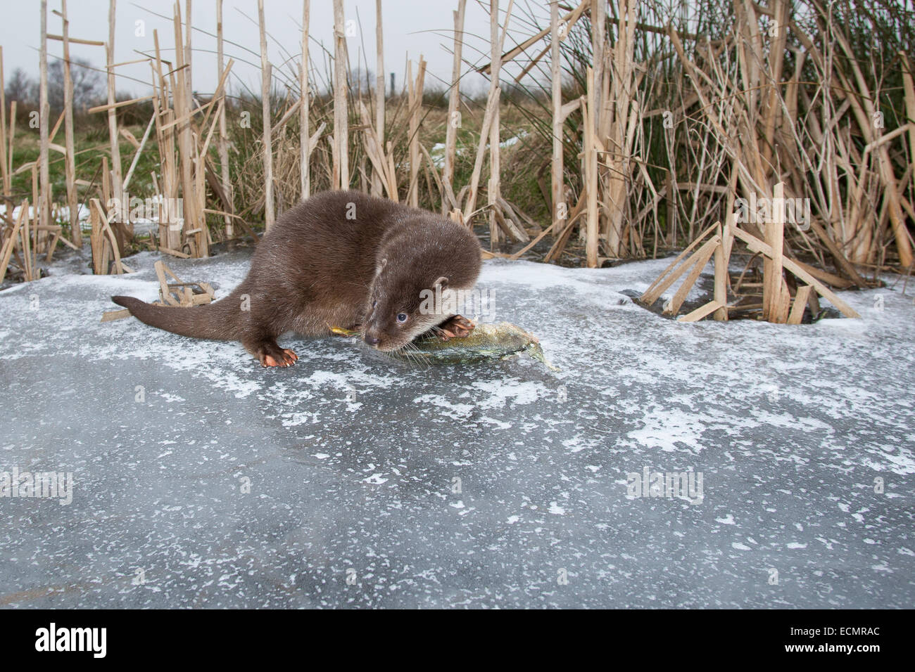 Fischotter, europäischer Fischotter mit Beute, Beute Tier, Europäischer Fischotter Mit Beute, Otter, Lutra Lutra, Loutre Gemeinde Stockfoto