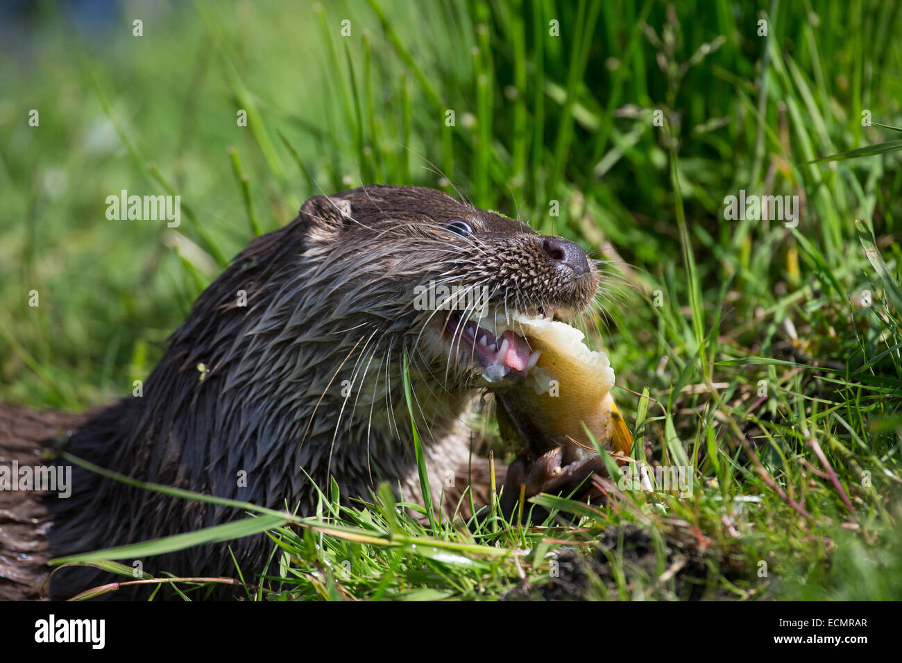 Fischotter, europäischer Fischotter mit Beute, Beute Tier, Europäischer Fischotter Mit Beute, Otter, Lutra Lutra, Loutre Gemeinde Stockfoto