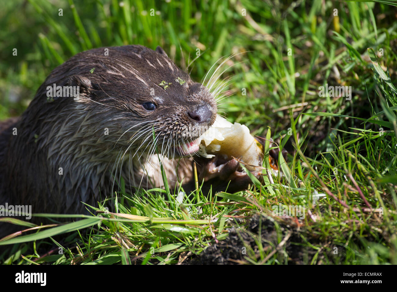 Fischotter, europäischer Fischotter mit Beute, Beute Tier, Europäischer Fischotter Mit Beute, Otter, Lutra Lutra, Loutre Gemeinde Stockfoto