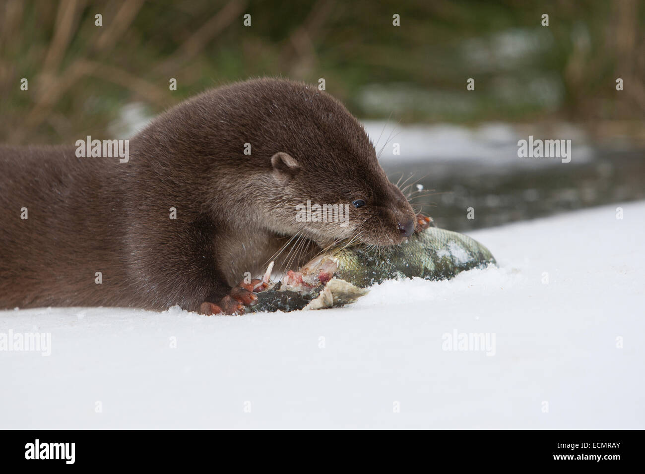 Fischotter, europäischer Fischotter mit Beute, Beute Tier, Europäischer Fischotter Mit Beute, Otter, Lutra Lutra, Loutre Gemeinde Stockfoto