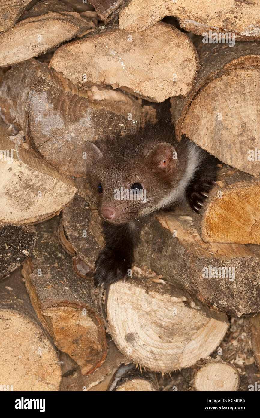 Steinmarder, Steinmarder, Pup, Steinmarder, Stein-Marder, Marder, Holzstapel, Jungtier, Martes Foina, Fouine, Martre, Marte Stockfoto