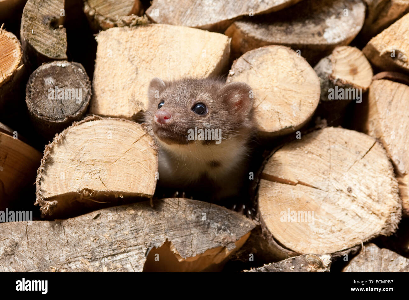 Steinmarder, Steinmarder, Pup, Steinmarder, Stein-Marder, Marder, Holzstapel, Jungtier, Martes Foina, Fouine, Martre, Marte Stockfoto