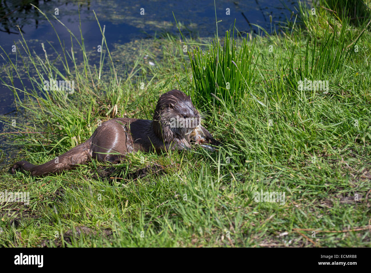 Fischotter, europäischer Fischotter mit Beute, Beute Tier, Europäischer Fischotter Mit Beute, Otter, Lutra Lutra, Loutre Gemeinde Stockfoto