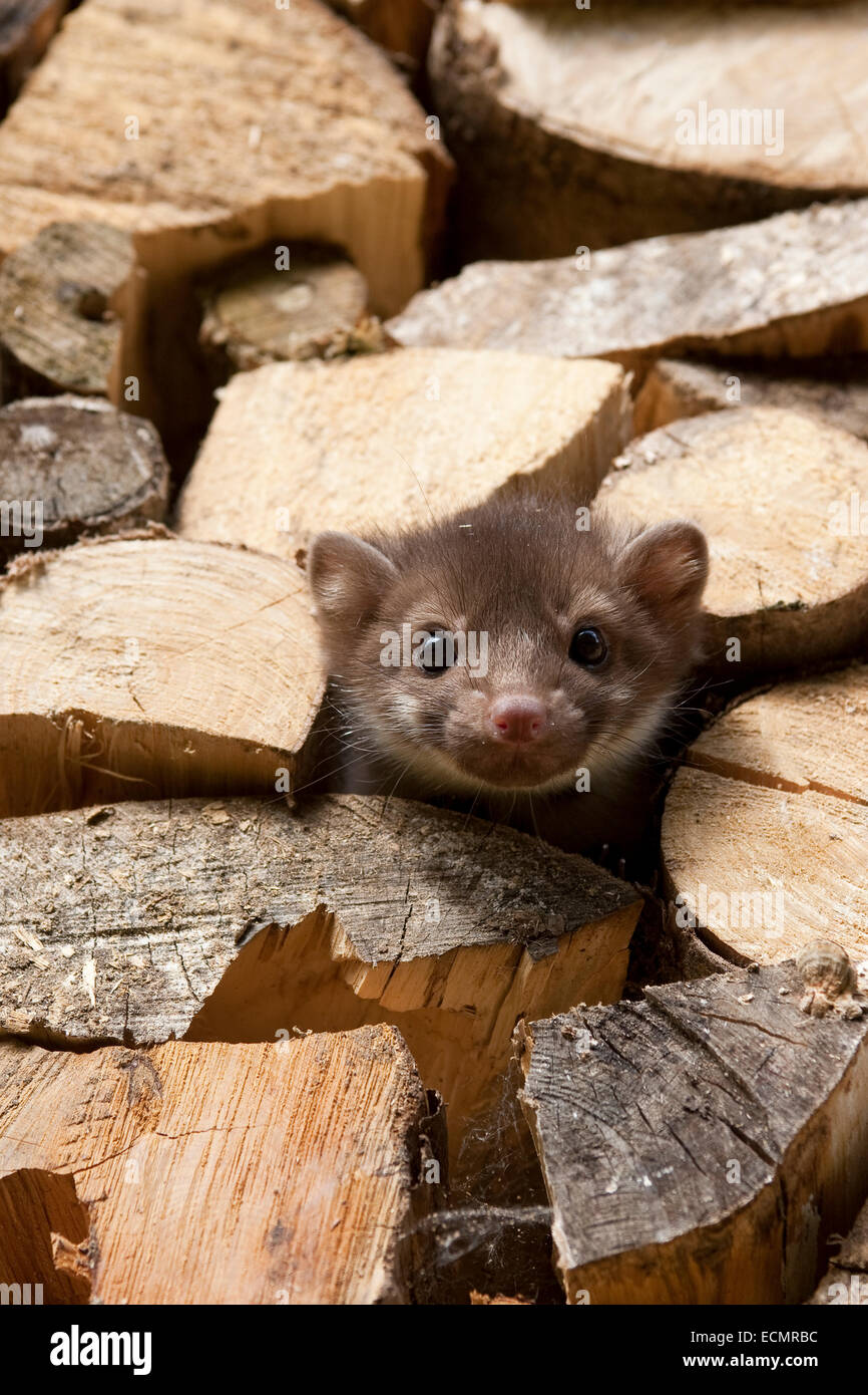 Steinmarder, Steinmarder, Pup, Steinmarder, Stein-Marder, Marder, Holzstapel, Jungtier, Martes Foina, Fouine, Martre, Marte Stockfoto