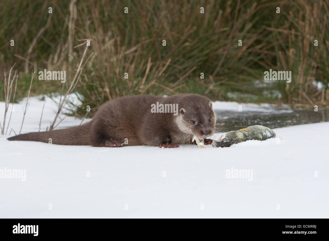 Fischotter, europäischer Fischotter mit Beute, Beute Tier, Europäischer Fischotter Mit Beute, Otter, Lutra Lutra, Loutre Gemeinde Stockfoto
