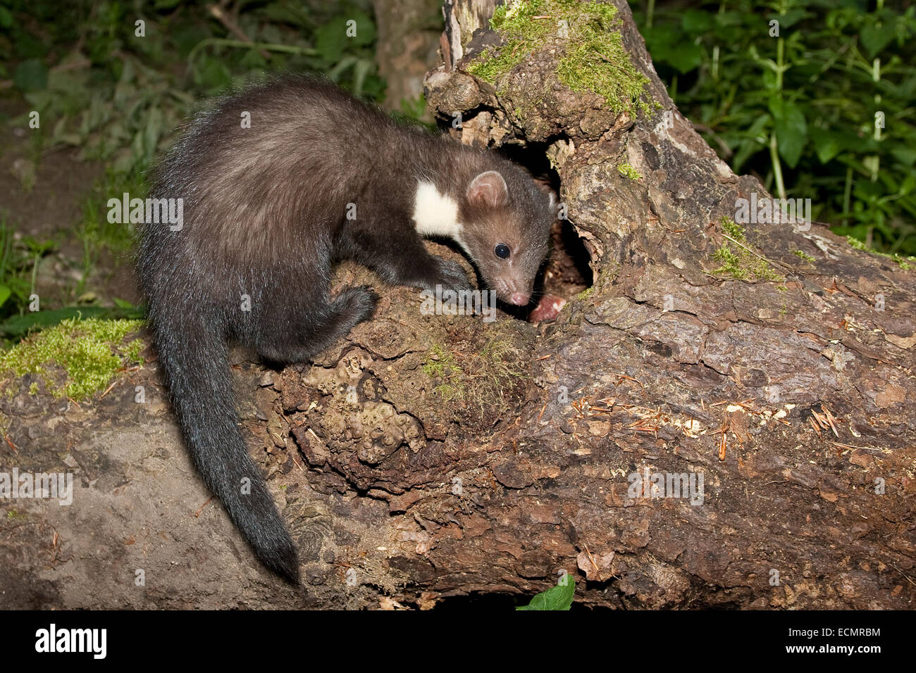 Steinmarder, Steinmarder, Pup, Steinmarder, Stein-Marder, Marder, Baumhöhle, Jungtier, Martes Foina, Fouine, Martre, Marte Stockfoto