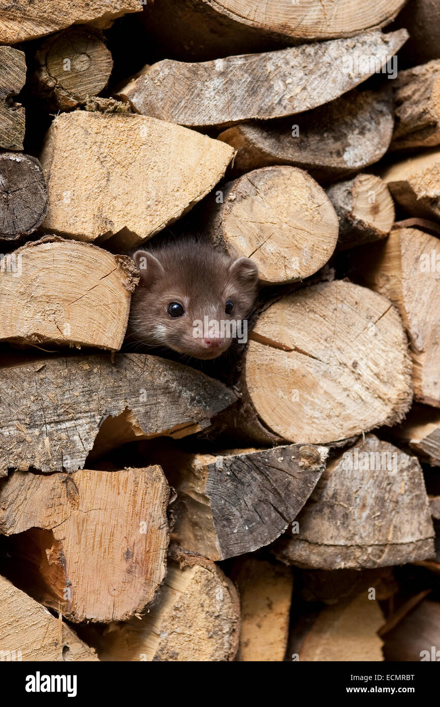 Steinmarder, Steinmarder, Pup, Steinmarder, Stein-Marder, Marder, Holzstapel, Jungtier, Martes Foina, Fouine, Martre, Marte Stockfoto