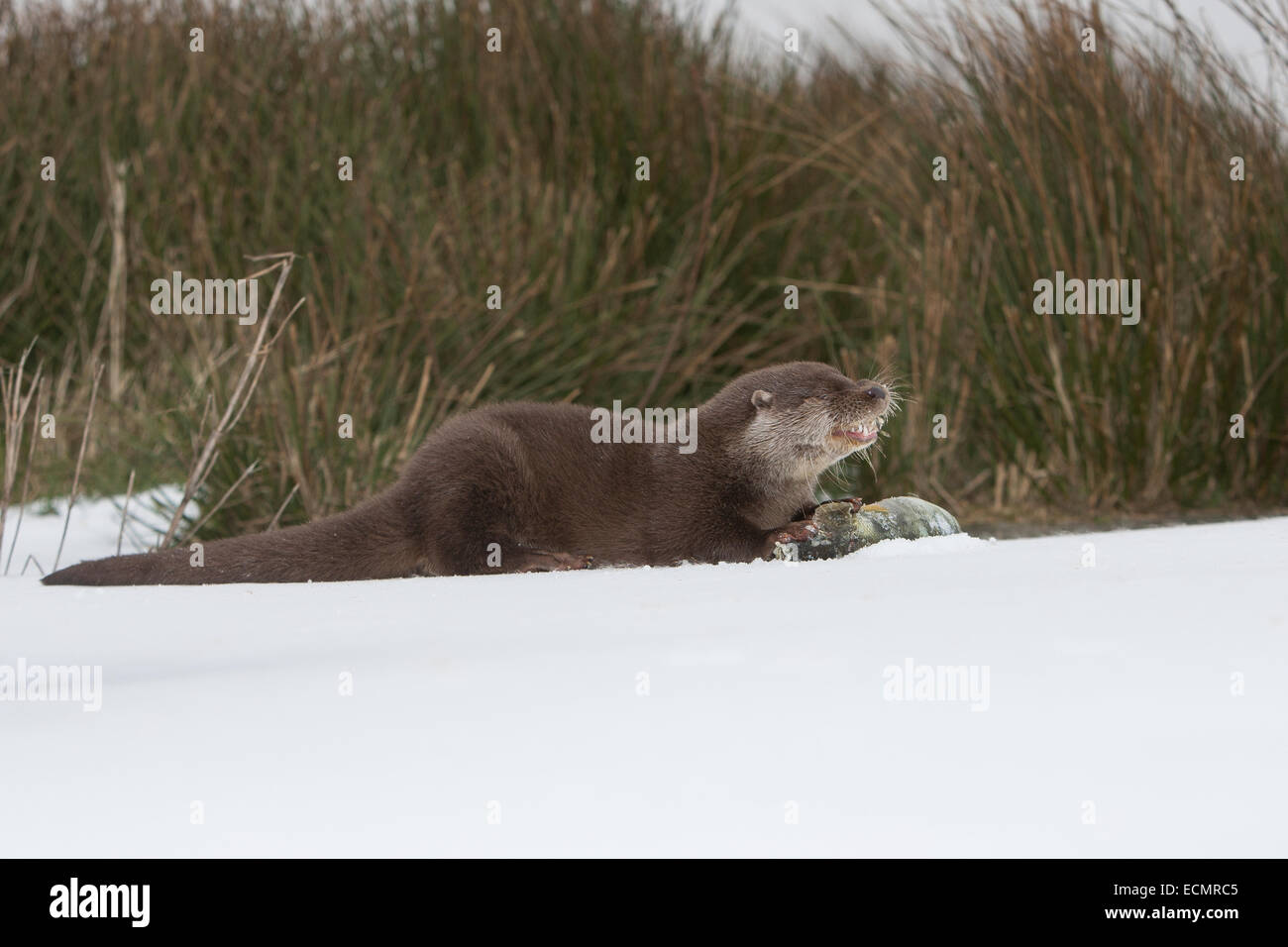 Fischotter, europäischer Fischotter mit Beute, Beute Tier, Europäischer Fischotter Mit Beute, Otter, Lutra Lutra, Loutre Gemeinde Stockfoto