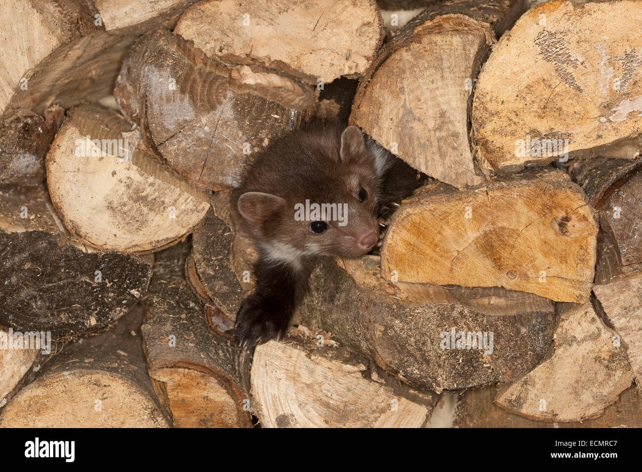 Steinmarder, Steinmarder, Pup, Steinmarder, Stein-Marder, Marder, Holzstapel, Jungtier, Martes Foina, Fouine, Martre, Marte Stockfoto