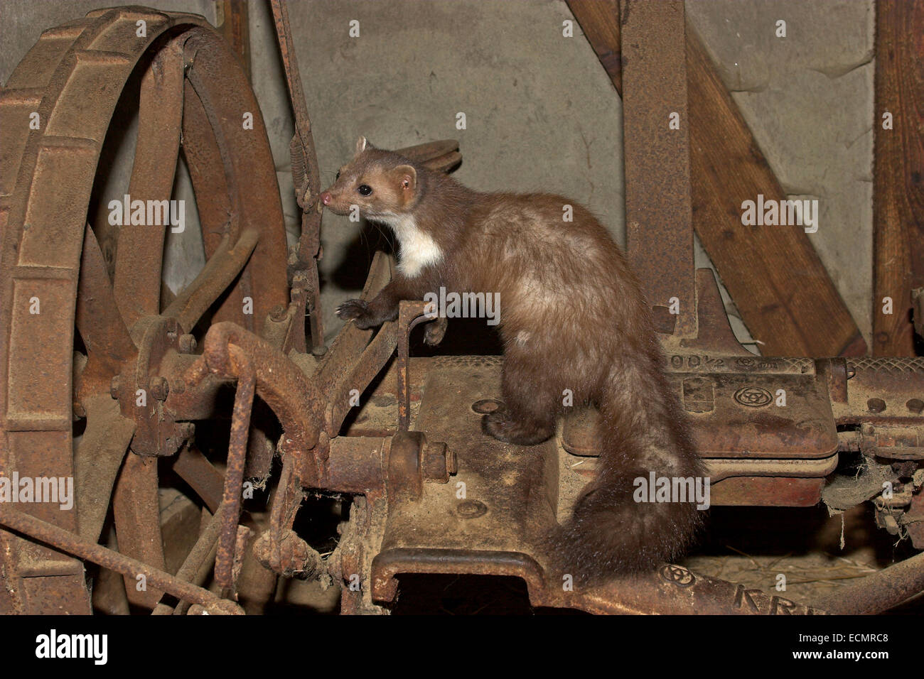 Steinmarder, Stein-Marder, Steinmarder, Stein-Marder, Marder, Stall, Schuppen, Martes Foina, Fouine, Martre, Marte Stockfoto
