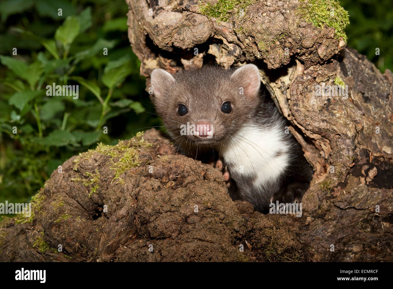 Steinmarder, Steinmarder, Pup, Steinmarder, Stein-Marder, Marder, Baumhöhle, Jungtier, Martes Foina, Fouine, Martre, Marte Stockfoto
