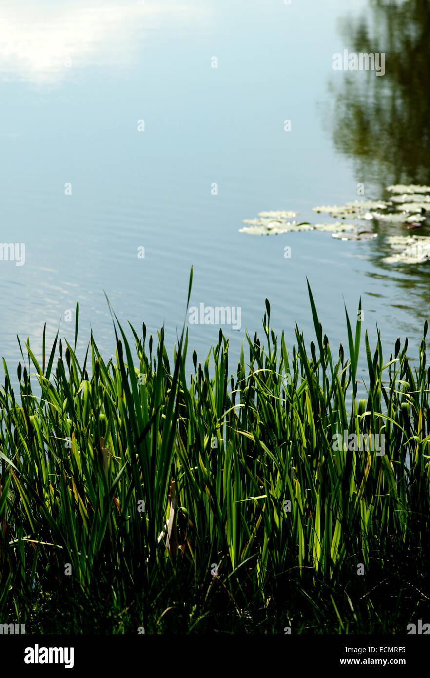 Landschaftsbild der Flagge Iris Blätter am Rand Wassers von einem Teich im Sommer Stockfoto