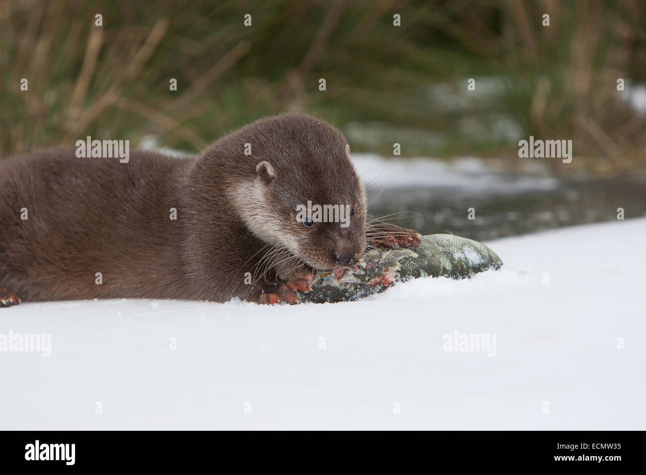 Fischotter, europäischer Fischotter mit Beute, Beute Tier, Europäischer Fischotter Mit Beute, Otter, Lutra Lutra, Loutre Gemeinde Stockfoto